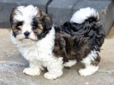 Biewer Terrier x Shih Tzu puppies in Cork