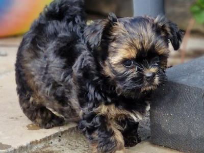 Biewer Terrier x Shih Tzu puppies in Cork