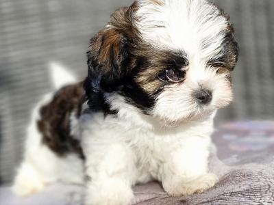Biewer Terrier x Shih Tzu puppies in Cork