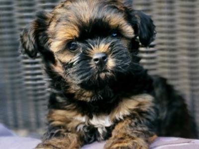 Biewer Terrier x Shih Tzu puppies in Cork