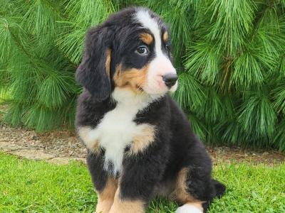 IKC Registered(pending) Purebred Bernese Mountain Dog puppies in Wexford