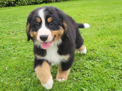 IKC Registered(pending) Purebred Bernese Mountain Dog puppies in Wexford