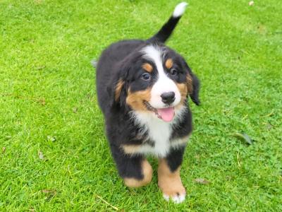 IKC Registered(pending) Purebred Bernese Mountain Dog puppies in Wexford