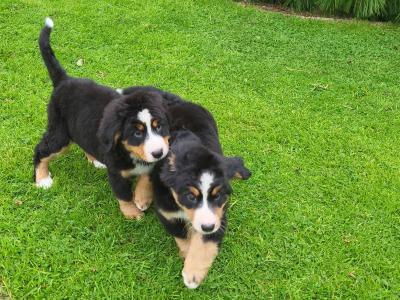 IKC Registered(pending) Purebred Bernese Mountain Dog puppies in Wexford