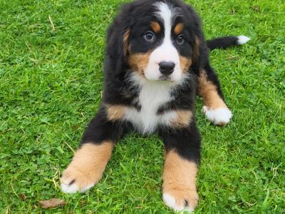IKC Registered(pending) Purebred Bernese Mountain Dog puppies in Wexford