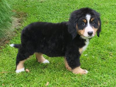 IKC Registered(pending) Purebred Bernese Mountain Dog puppies in Wexford