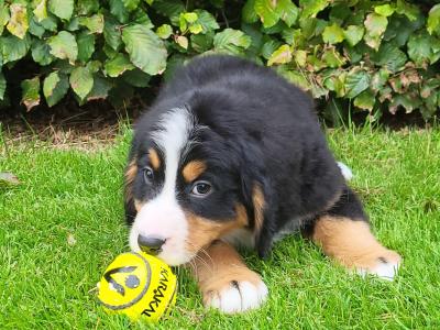 IKC Registered(pending) Purebred Bernese Mountain Dog puppies in Wexford