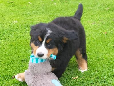 IKC Registered(pending) Purebred Bernese Mountain Dog puppies in Wexford
