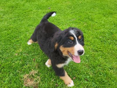 IKC Registered(pending) Purebred Bernese Mountain Dog puppies in Wexford