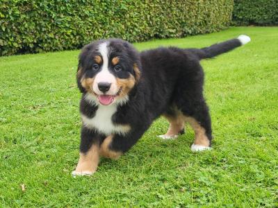 IKC Registered(pending) Purebred Bernese Mountain Dog puppies in Wexford