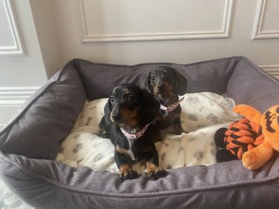 Beautiful Dapple Dachshund puppies in Dublin 🐾🐾🐾