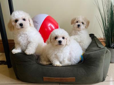 Maltichon puppies ❤️ in Meath