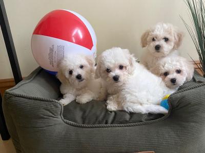 Maltichon puppies ❤️ in Meath