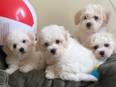 Maltichon puppies ❤️ in Meath