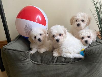 Maltichon puppies ❤️ in Meath