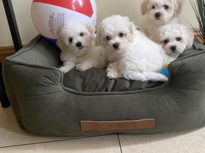 Maltichon puppies ❤️ in Meath