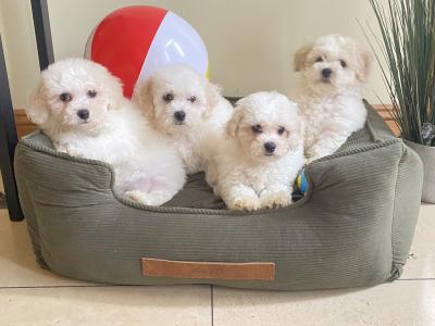 Maltichon puppies ❤️ in Meath