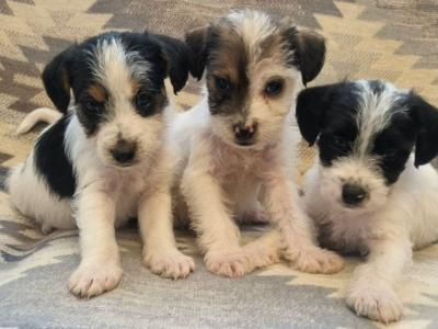 Beautiful miniature Jackapoos puppies in Wexford