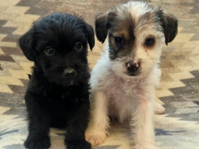 Beautiful miniature Jackapoos puppies in Wexford