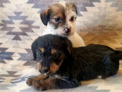 Beautiful miniature Jackapoos puppies in Wexford