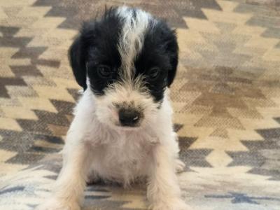 Beautiful miniature Jackapoos puppies in Wexford