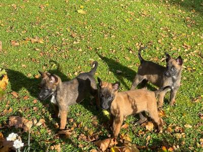 Belgian Malinois puppies in Limerick