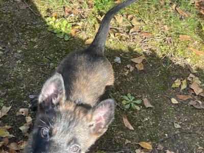 Belgian Malinois puppies in Limerick