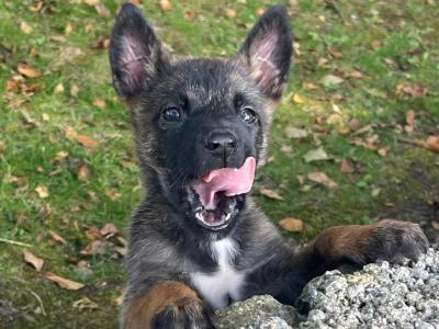 Belgian Malinois puppies in Limerick