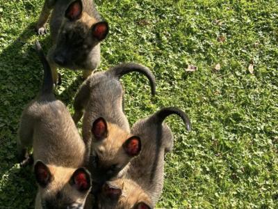 Belgian Malinois puppies in Limerick