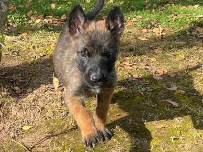Belgian Malinois puppies in Limerick