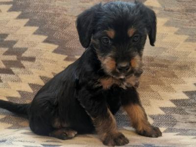 Beautiful miniature Jackapoos puppies in Wexford