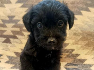 Beautiful miniature Jackapoos puppies in Wexford