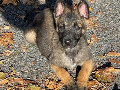 Belgian Malinois puppies in Limerick
