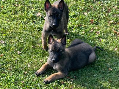 Belgian Malinois puppies in Limerick