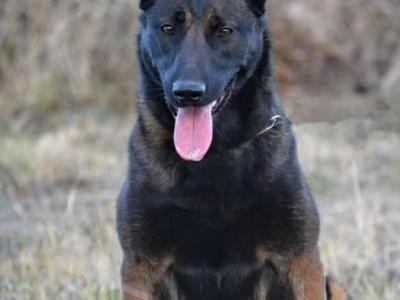 Belgian Malinois puppies in Limerick