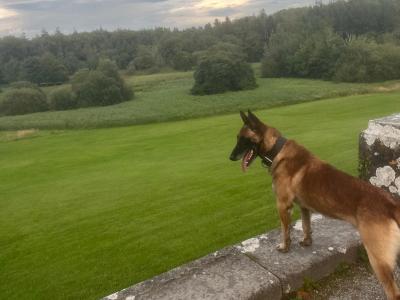 Belgian Malinois puppies in Limerick