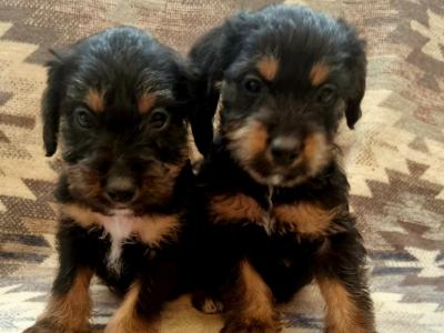 Beautiful miniature Jackapoos puppies in Wexford