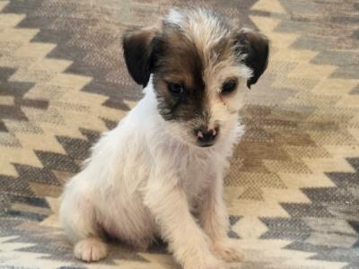 Beautiful miniature Jackapoos puppies in Wexford