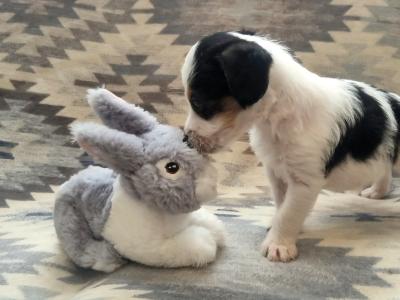 Beautiful miniature Jackapoos puppies in Wexford