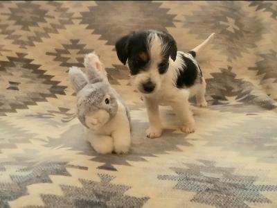 Beautiful miniature Jackapoos puppies in Wexford