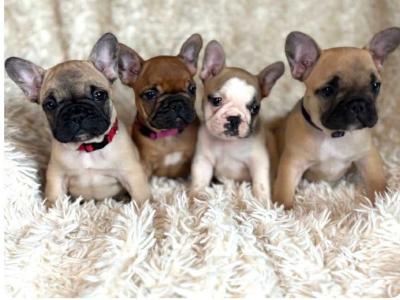 Top Quality IKC Registered French Bulldog puppies in Mayo