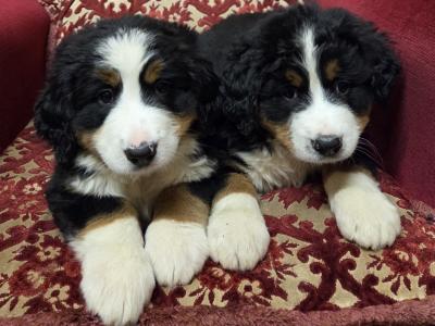 IKC Registered Pedigree Bernese Mountain Dog puppies for sale in Tipperary