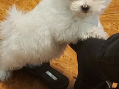 Maltese puppies in Longford