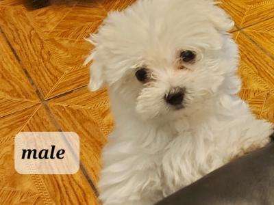 Maltese puppies in Longford