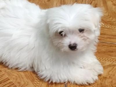 Maltese puppies in Longford