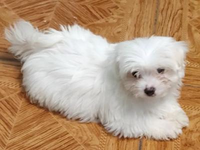 Sold Maltese puppies in Longford