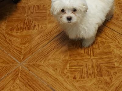 Maltese puppies in Longford
