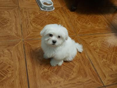 Maltese puppies in Longford