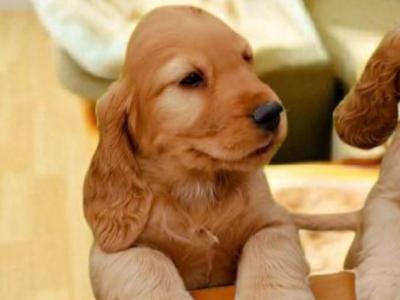 Golden Cocker Spaniel puppies in Galway