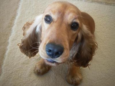 Golden Cocker Spaniel puppies in Galway